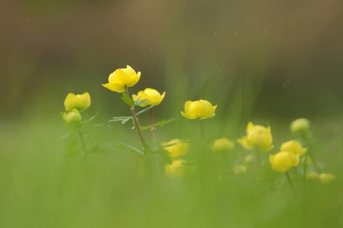 European globeflowers
