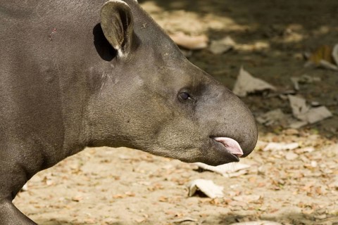 Lowland tapir