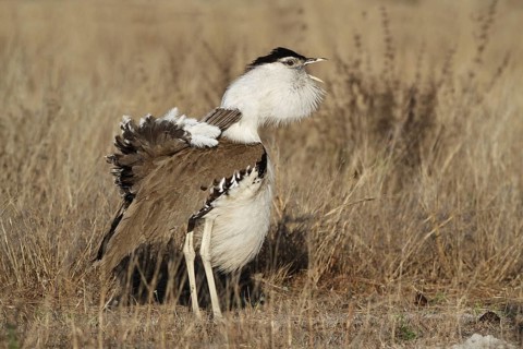 Australian australian bustard