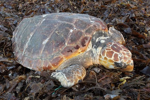 Loggerhead turtle
