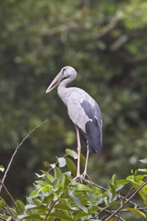 Silver Clawbill