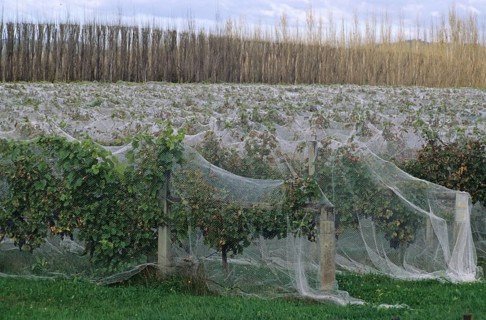Vineyard with rows of vines covered with netting to protect them from bird damage