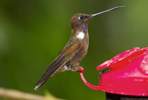 Brown brown inca