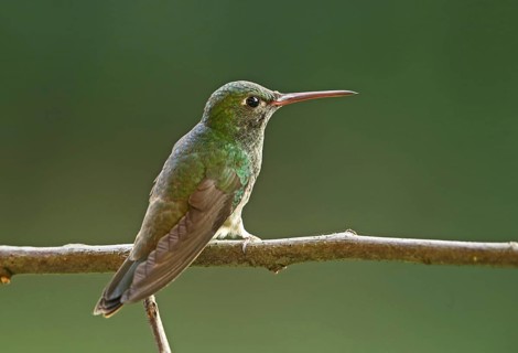 Glistening emerald