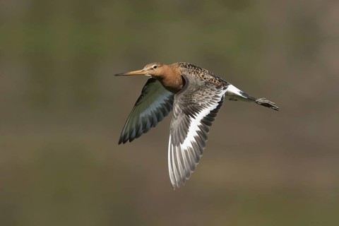 Black-tailed godwit