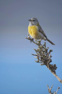 Grey-hooded sierra finches