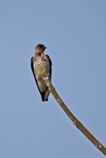 Cinnamon-throated Swallow