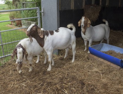 Boer goats