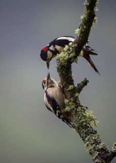 Great Spotted Woodpecker