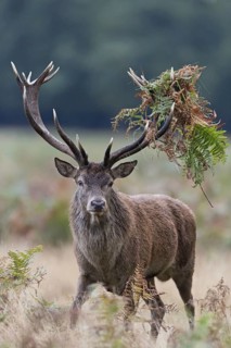 Red Deer