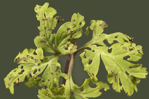 Flea beetle damaging holes in the leaves poppy anemone