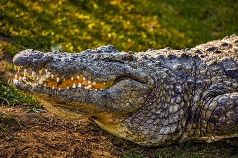 Crocodile