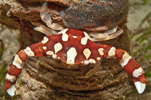 Harlequin swimming crab