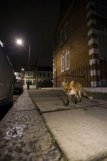 European Red Fox