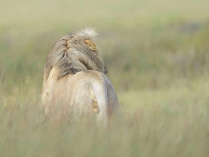 Masai Lion