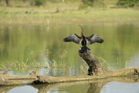 Melanogaster