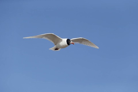 Adult mediterranean gull