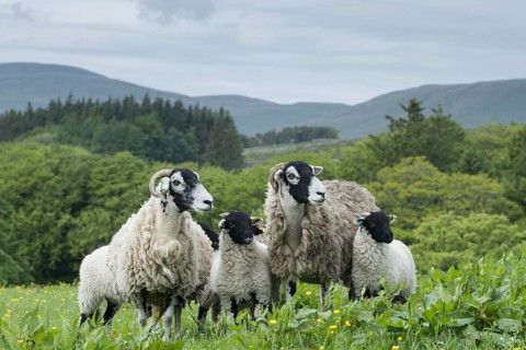 Swaledale sheep