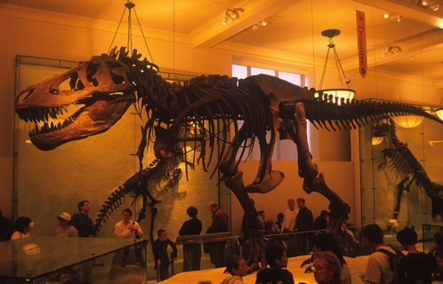 Tyrannosaurus Rex