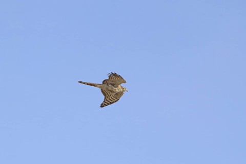 Eurasian Sparrowhawk