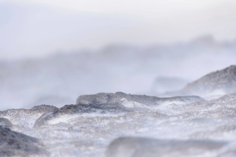 Rock Ptarmigan