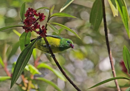 Blue-spotted Chlorophonia