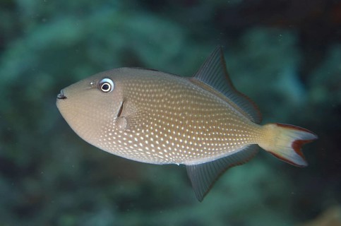 Gilded triggerfish