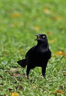 Great-tailed Grackle