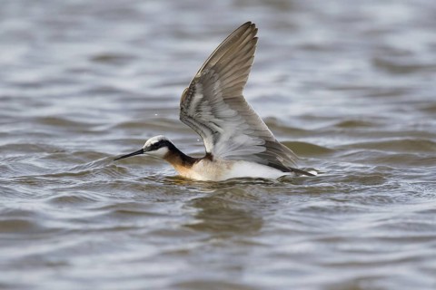 Wilson's Phalarope
