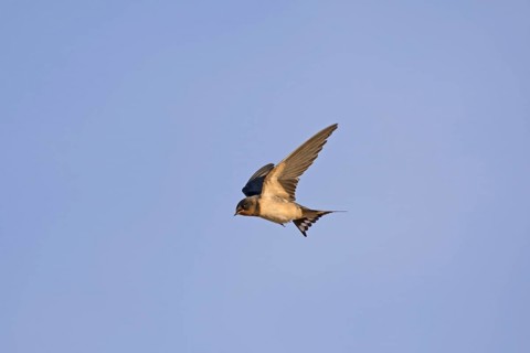 Barn Swallow