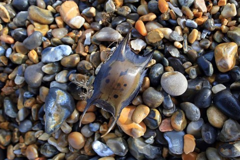 Thornback Ray