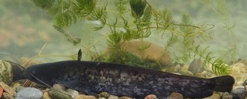 Wels Catfish