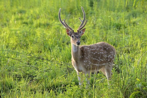 Spotted deer