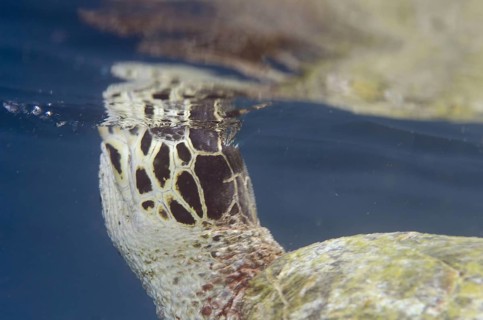 Loggerhead Turtle