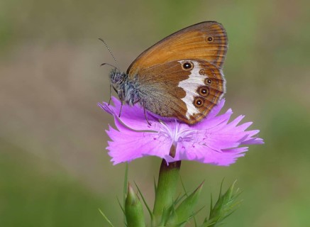 Pearl heath