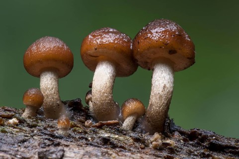 A small troop of common stump brittlestem