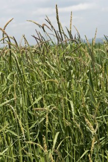 Blackgrass