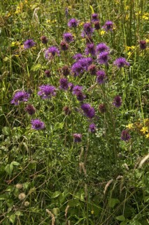 Purple flowers of the great knapweed