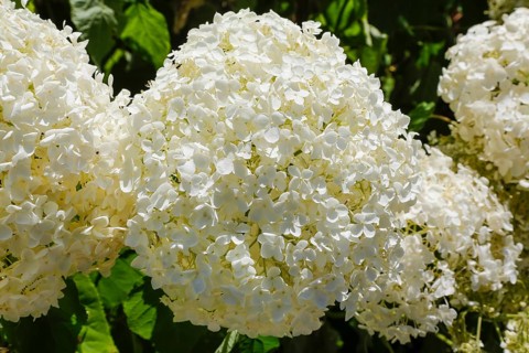 Schneeball-Hortensie