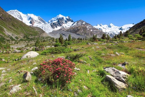 Zahleiche bluehende Alpenrosen vor dem schneebedekten Piz Roseg im Oberengadiner Val Roseg
