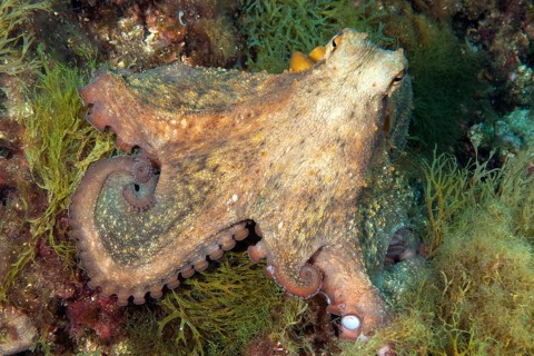 Common octopus
