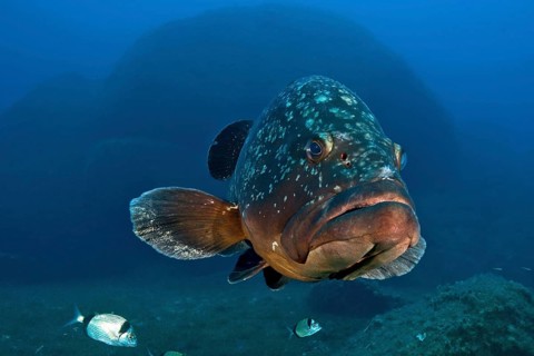 Dusky grouper