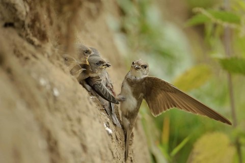 Sand Martin