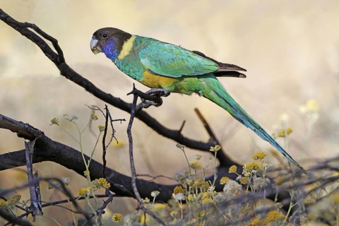 Australian ringneck