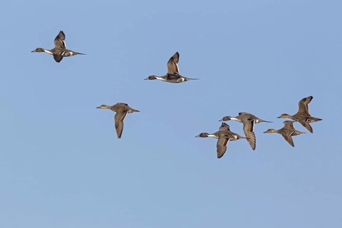 Northern pintail
