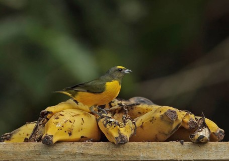 Purple Throat Euphonia