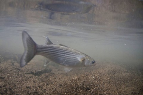 Thick lipped mullet