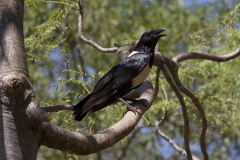 The rat crow in Berenty