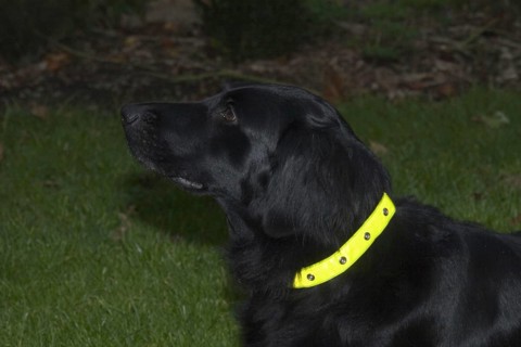 Pedigree Dogs