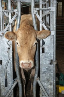 Beef cow husbandry